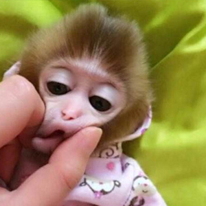 日本袖珍石猴图片