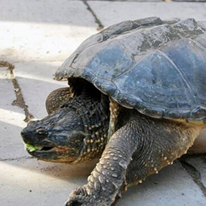 鳄鱼龟图片