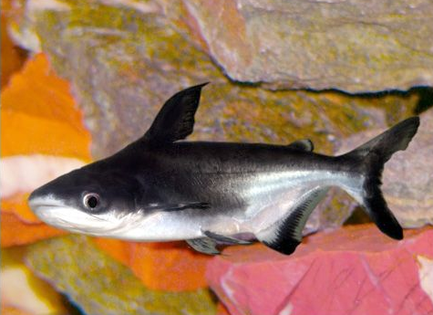 QQ截图20170309191156