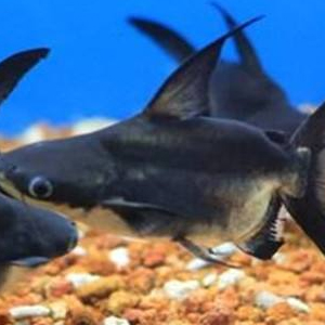 成吉思汗鱼图片