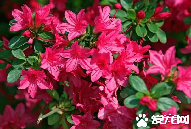 杜鹃花在北方怎么养 要做好通风和光照