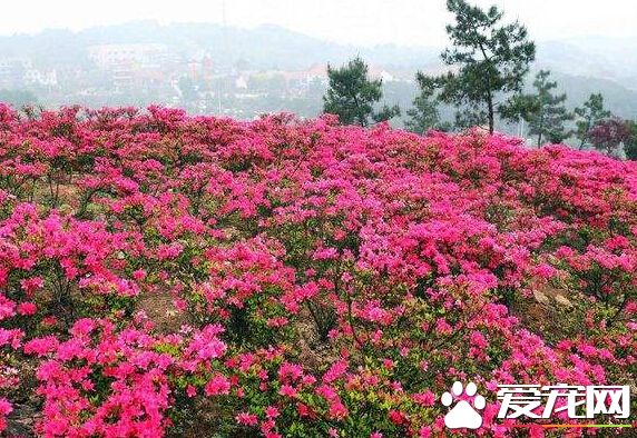 杜鹃花什么时候换盆 由品种和生长情况而定