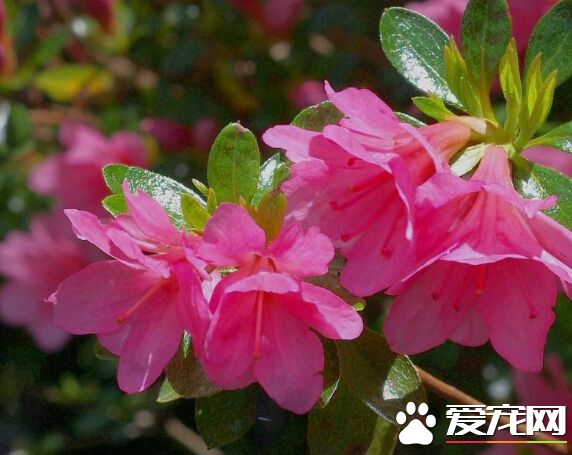 杜鹃花焉了怎么办 不同情况解决方法不同