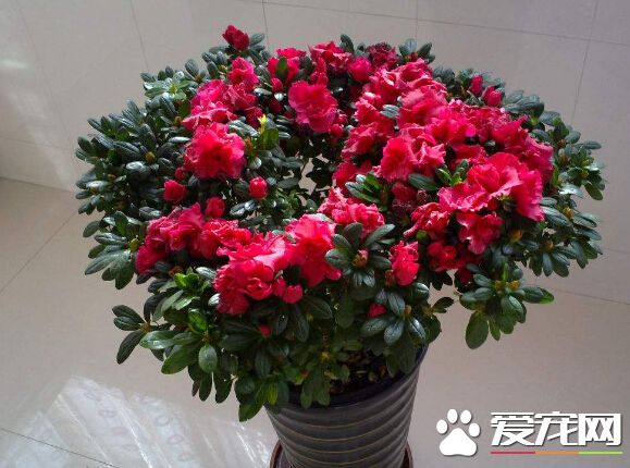 杜鹃花在北方怎么养 要做好通风和光照