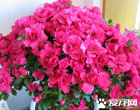 杜鹃花焉了怎么办 不同情况解决方法不同