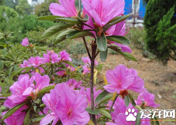 杜鹃花的花语是什么 它的花语永远属于你