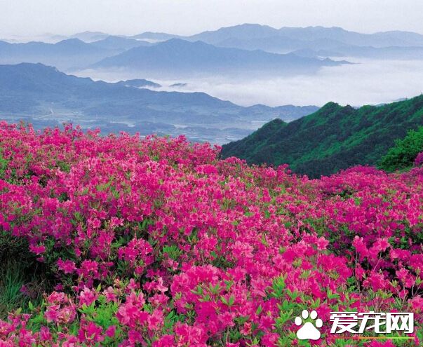 杜鹃花什么时候换盆 由品种和生长情况而定