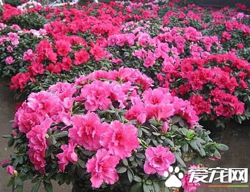杜鹃花什么时候换盆 由品种和生长情况而定