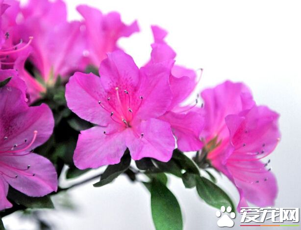杜鹃花的花语是什么 它的花语永远属于你