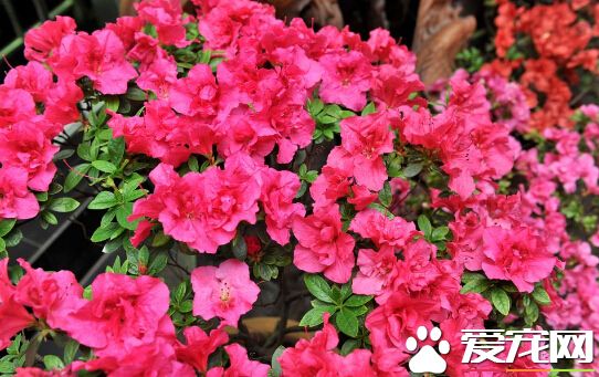 杜鹃花的花语是什么 它的花语永远属于你
