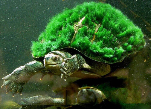 绿毛龟