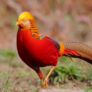 红腹锦鸡图片
