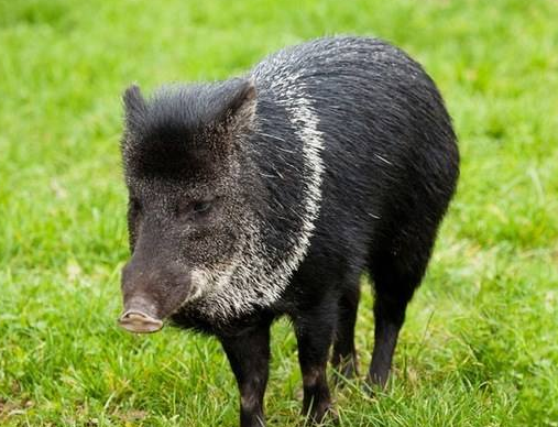 QQ截图20170412132543