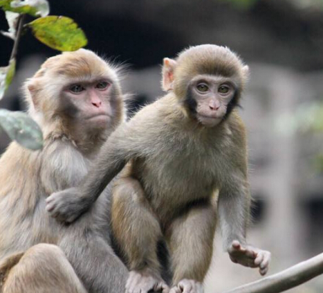 QQ截图20170412160535