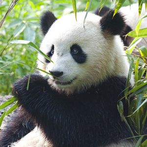 大熊猫图片