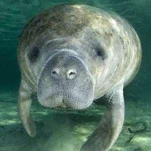 海牛图片