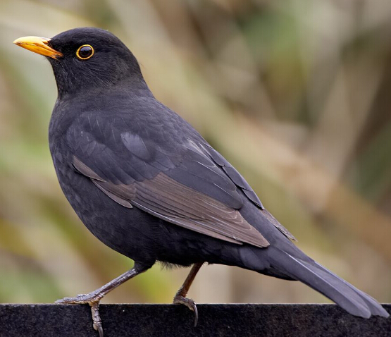 QQ截图20170412165219