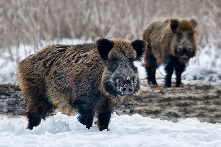 QQ截图20170412132528