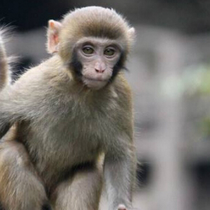 猕猴图片
