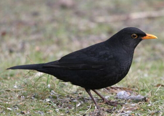 QQ截图20170412165210