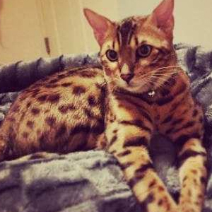 孟加拉豹猫图片