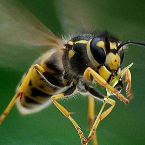 黄蜂图片