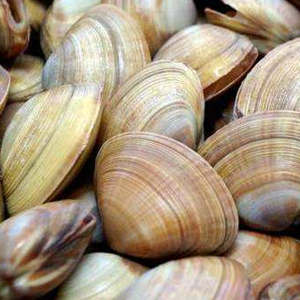 蛤蜊图片