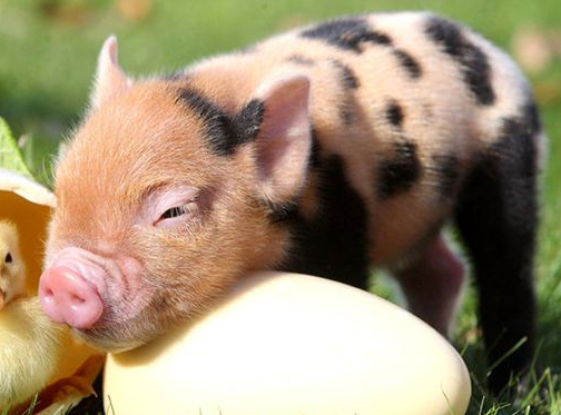 QQ截图20170413153302