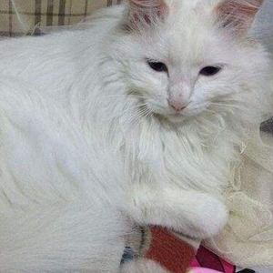 山东狮子猫图片