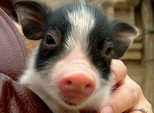 QQ截图20170413153257