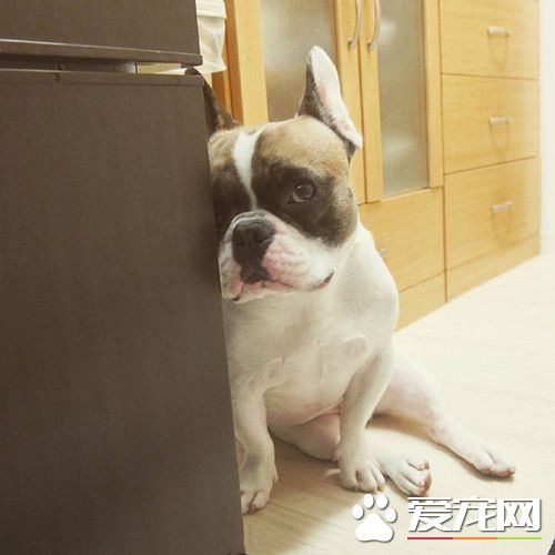 主银你自己偷偷吃好吃的，汪看到好桑心