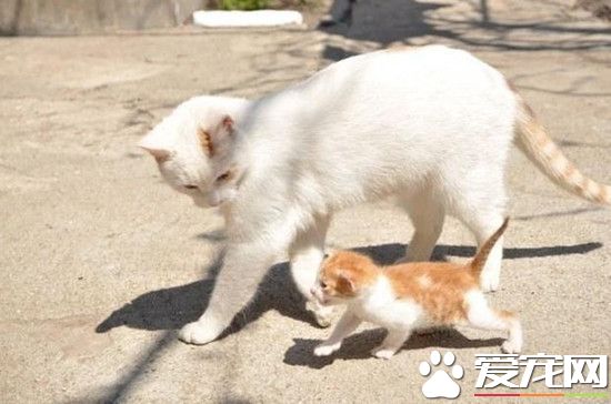 猫麻麻正在教小猫学走路