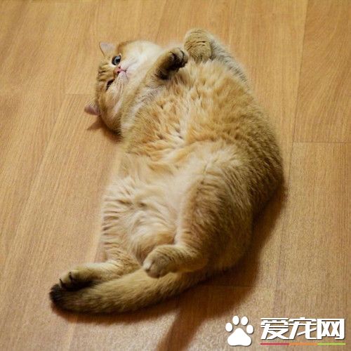 打滚撒娇的小胖纸