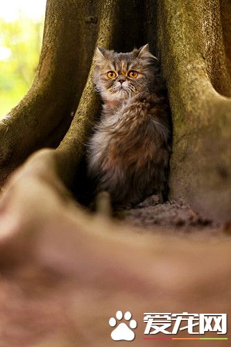 大树底下好乘凉