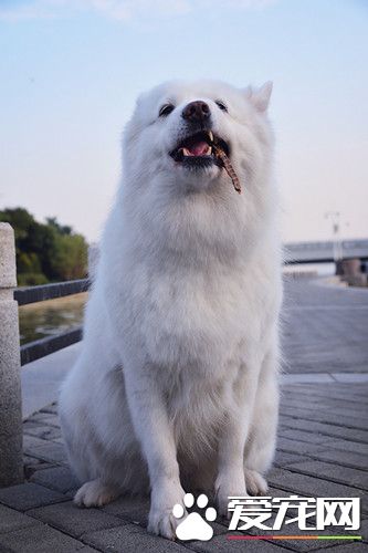 再来一块鸡肉干，听到没有