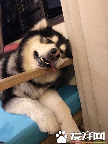 玩了一天，我差不多是一只废狗了