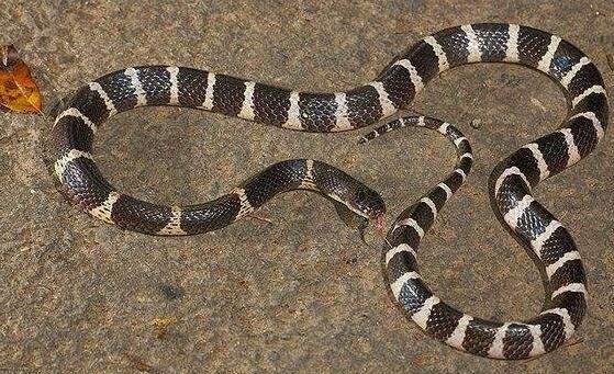 银环蛇