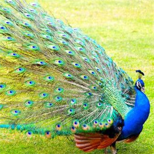孔雀图片