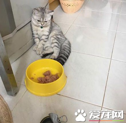 今晚的晚餐怎么这么少