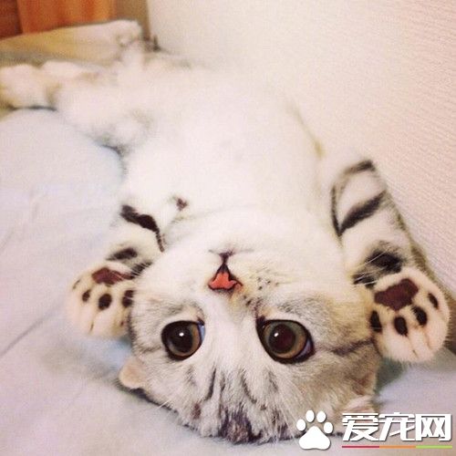 360度无死角卖萌