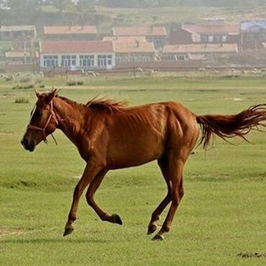 马图片