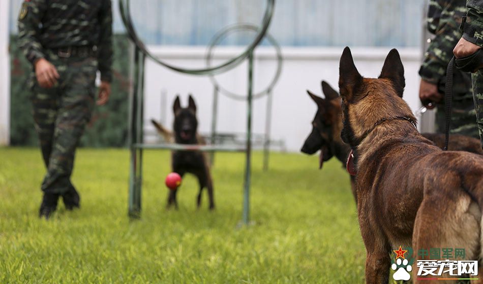 军犬的故事 看无声战友的“有言”独白