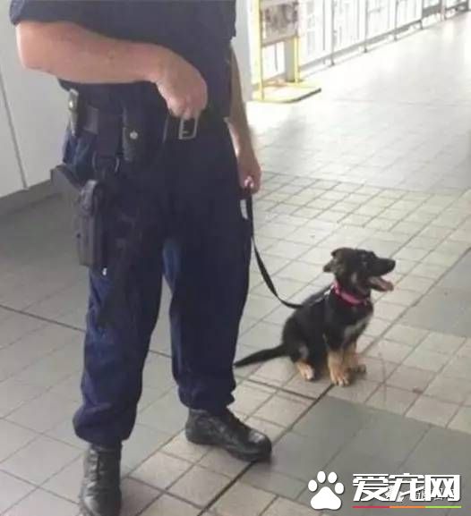 军犬与一般的狗都有啥区别？从“吃”就可看出来