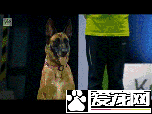 军犬与一般的狗都有啥区别？从“吃”就可看出来