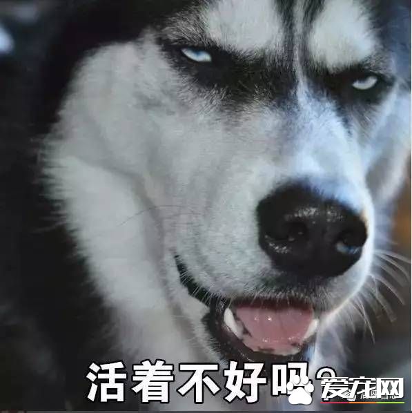 军犬与一般的狗都有啥区别？从“吃”就可看出来