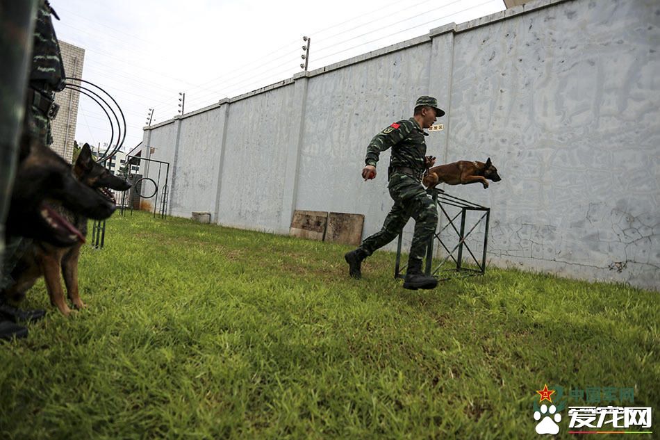 军犬的故事 看无声战友的“有言”独白