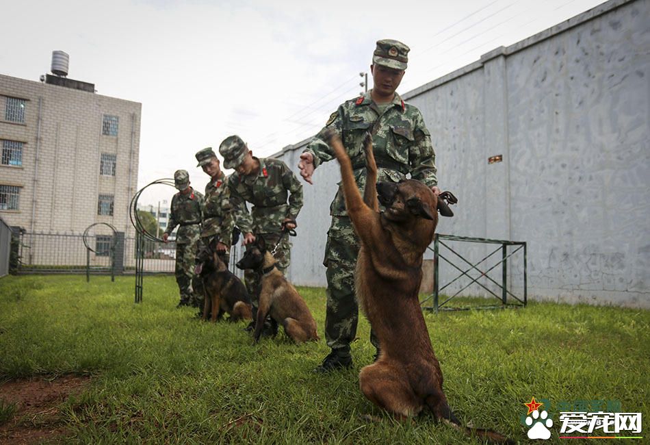 军犬的故事 看无声战友的“有言”独白