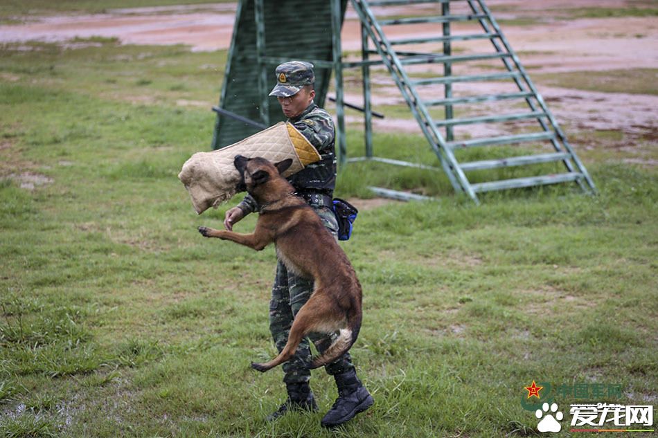 军犬的故事 看无声战友的“有言”独白