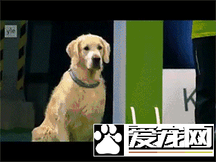 军犬与一般的狗都有啥区别？从“吃”就可看出来