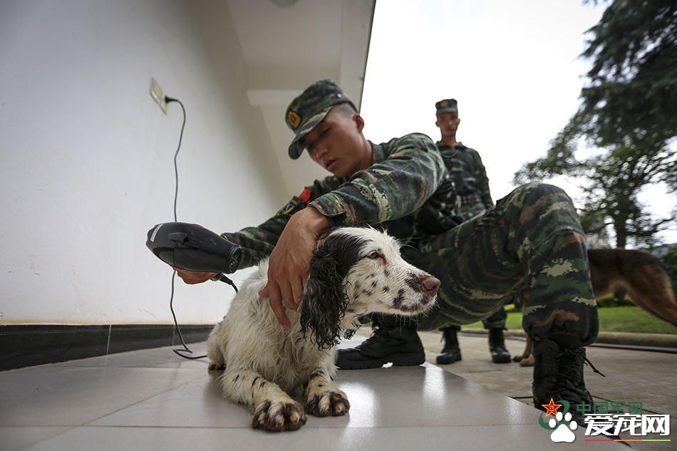 军犬的故事 看无声战友的“有言”独白